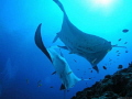   This shot two manta rays came end liveaboard dive trip Maldives. pair seemed be performing courting ritual went ages were oblivious me Maldives  